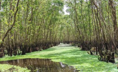 Güneşli sabah Melaleuca ormanda