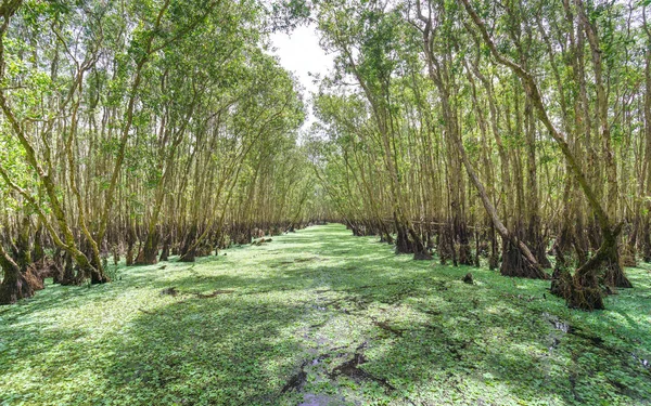 Foresta di Melaleuca in mattinata di sole — Foto Stock