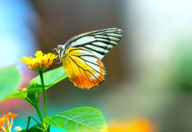 Monarch kelebek çiçek sapı güneşli sabah bahçede Park
