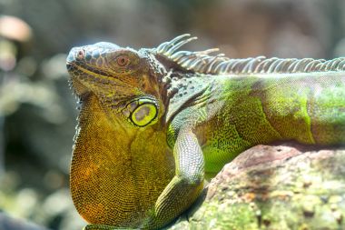 Dev iguana portre hayvanat bahçesinde dinleniyor.