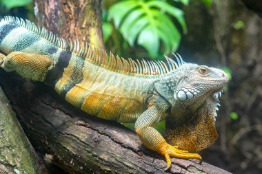 Dev iguana portre hayvanat bahçesinde dinleniyor.