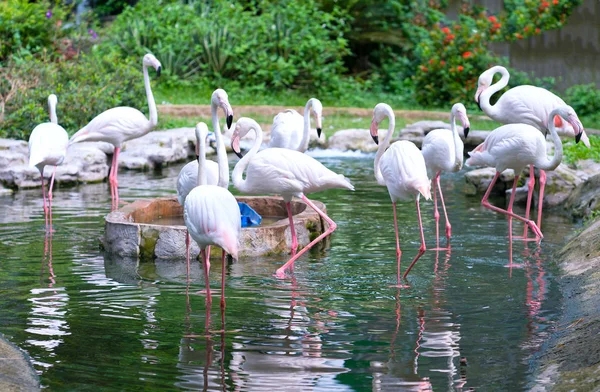 Flamingos are gathering together in the zoo.