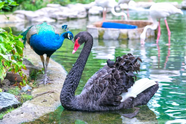 Peacocks and swans are playing together in the zoo.
