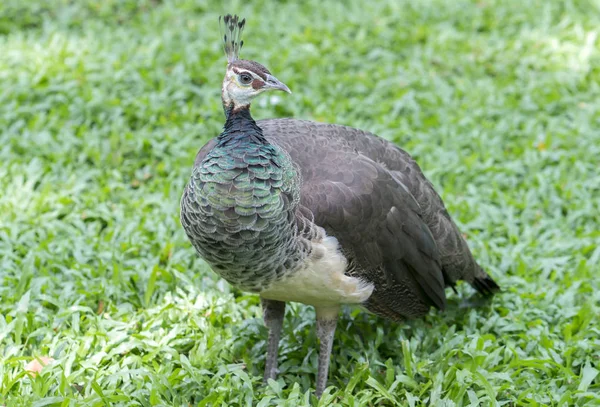 Tavus kuşu tüyü hayvanat bahçesinde portresi.