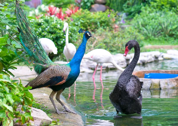 Peacocks and swans are playing together in the zoo.