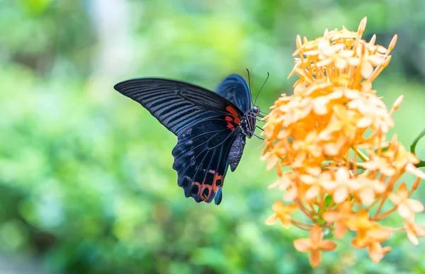 Papillon monarque garé sur la tige de la fleur dans la matinée ensoleillée dans le jardin — Photo