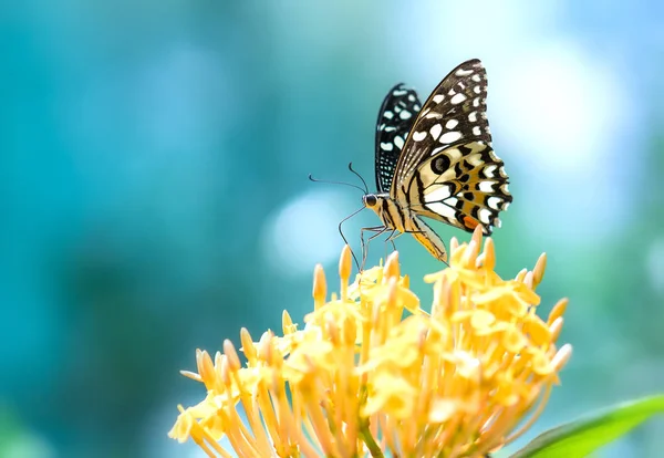 Farfalla monarca parcheggiata sul gambo del fiore nella soleggiata mattina in giardino — Foto Stock