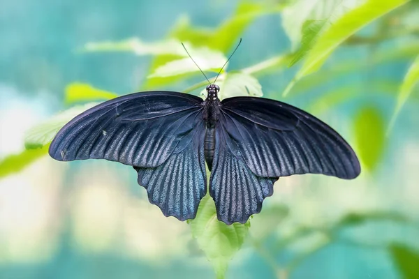 Farfalla monarca parcheggiata sul gambo del fiore nella soleggiata mattina in giardino — Foto Stock