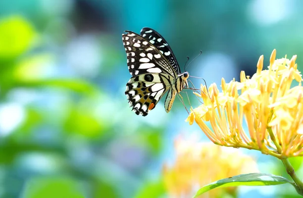 Farfalla monarca parcheggiata sul gambo del fiore nella soleggiata mattina in giardino — Foto Stock