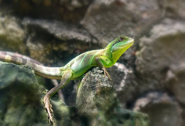 O lagarto repousa sobre a rocha — Fotografia de Stock