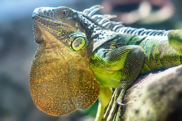 Retrato de iguana gigante está descansando no zoológico . — Fotografia de Stock