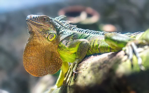 Retrato de iguana gigante está descansando no zoológico . — Fotografia de Stock
