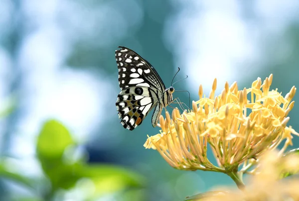 Monarch butterfly parked on the flower stalk in the sunny morning in the garden — Stock Photo, Image