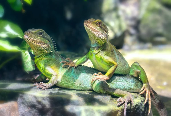 Famílias de lagartos junto com o casal na árvore está olhando para o futuro — Fotografia de Stock