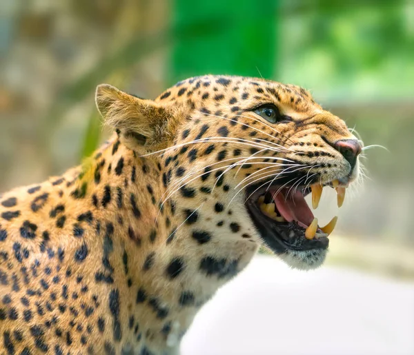 Портрет леопарда печатает гневно в естественном мире . — стоковое фото