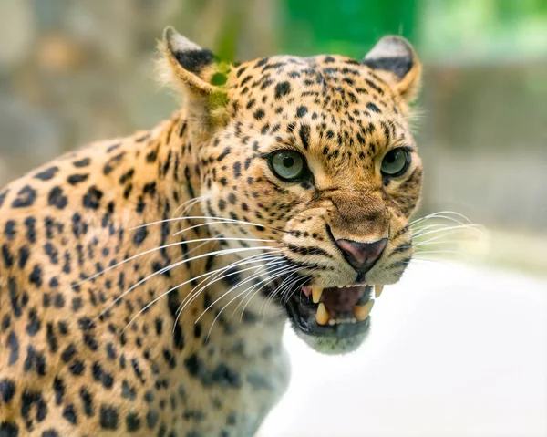 Portrait of leopard prints angry in the natural world.