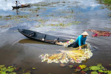 Çiftçiler lilyum bataklık altında hasat sel sezon sonra Temizleme 