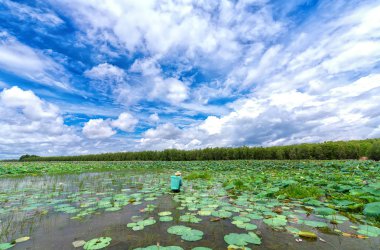 Çiftçiler ve Bataklıklar arasında çiçek Lotus lotus sezonunda hasat