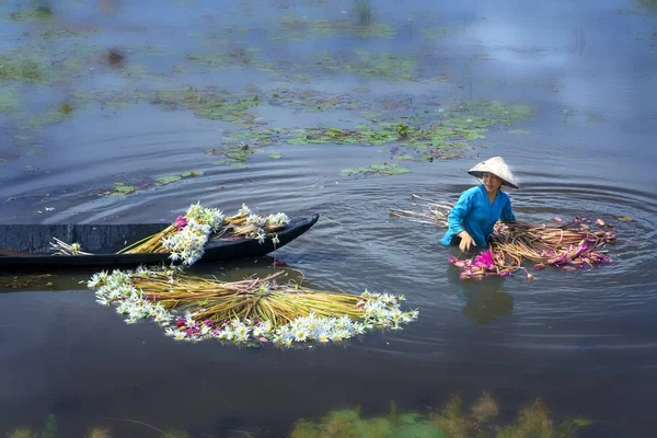 Boeren zijn het schoonmaken van lelies na oogst onder moerassen in de overstroming seizoen — Stockfoto