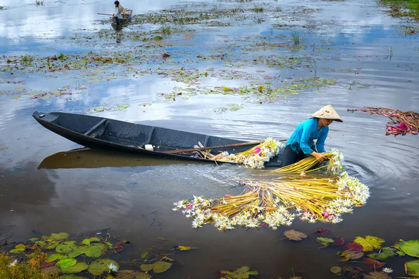 Boeren zijn het schoonmaken van lelies na oogst onder moerassen in de overstroming seizoen — Stockfoto
