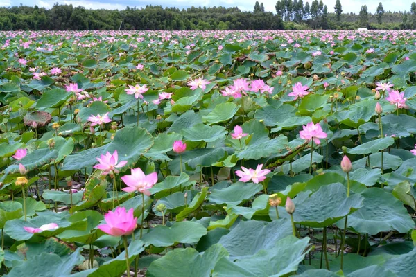 Gli stagni di loto in una campagna tranquilla e silenziosa . — Foto Stock