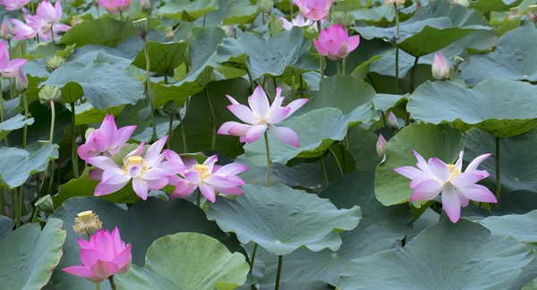 Primo piano di fiori di loto nel lago al mattino calma . — Foto Stock