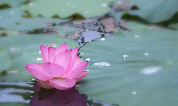 朝の穏やかな湖の蓮の花のクローズ アップ. — ストック写真