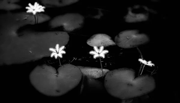 Flores silvestres blancas crecen a lo largo de lis lagos — Foto de Stock