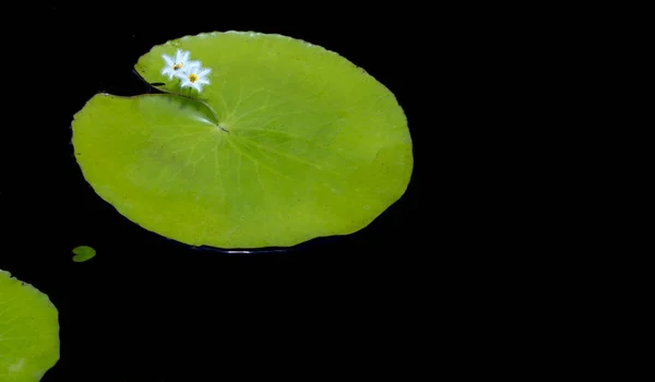 Flores silvestres brancas crescem ao longo de lagos lírios — Fotografia de Stock