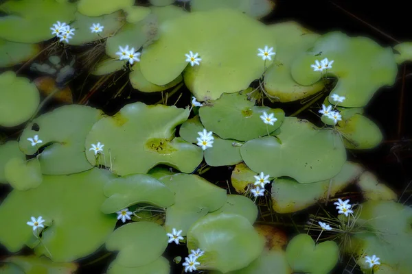 白い野生の花がユリの湖に沿って成長します。 — ストック写真