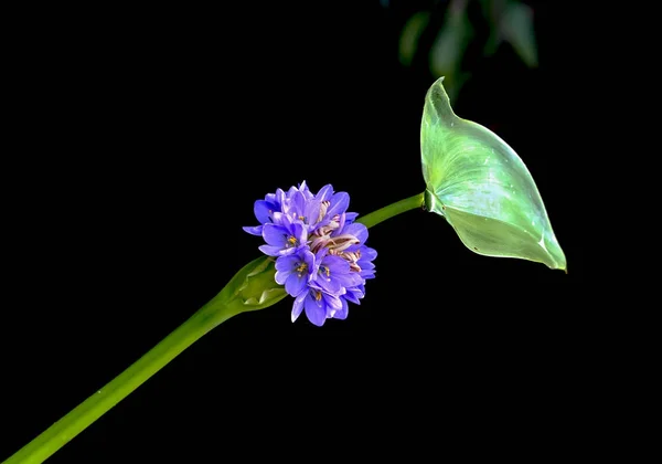 Jacinto púrpura floreciendo en la misteriosa noche de color brillante — Foto de Stock