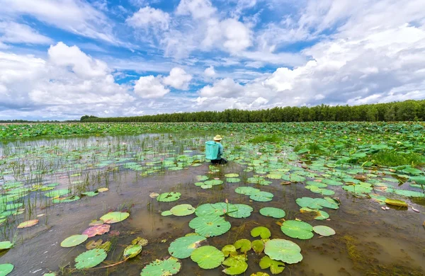 Agricultores a través de los pantanos para cosechar loto en flor en la temporada de loto — Foto de Stock