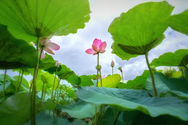 Close-up of lotus blooms in the lake in the morning calm.