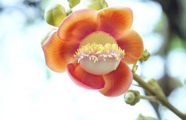 Çiçek açan cannon ball, bu çiçeğin bilimsel adı couroupita guianensis ağacıdır