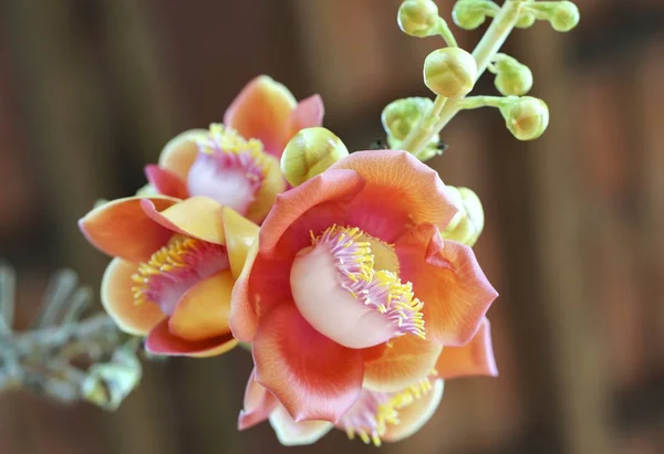 Blooming cannon ball tree, this flower's scientific name is couroupita guianensis — Stock Photo, Image