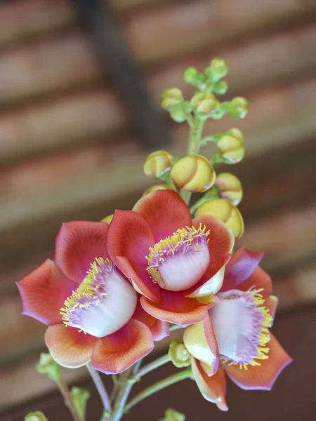 Blooming cannon ball tree, this flower's scientific name is couroupita guianensis — Stock Photo, Image