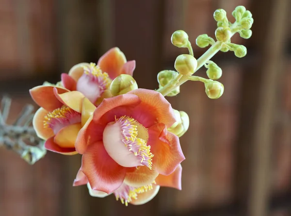 加农炮球棵开花的树，这朵花的学名是 couroupita 花草 — 图库照片