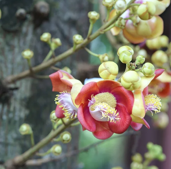 Kwitnące drzewo kula, naukowe nazwisko tego kwiatu jest couroupita guianesis — Zdjęcie stockowe