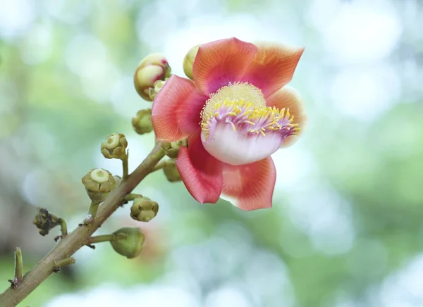 加农炮球棵开花的树，这朵花的学名是 couroupita 花草 — 图库照片