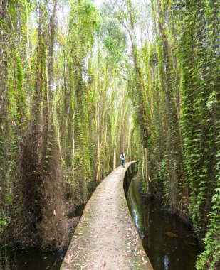 Güzel araç yolunun melaleuca ormanın içinden geçen sabah turist
