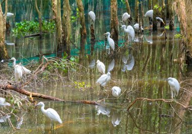 Leylek doğa rezerv rahatlatıcı.