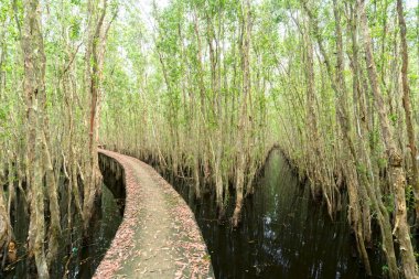 Küçük yol ekoturizm Melaleuca ormanlarda yoluyla bükme.