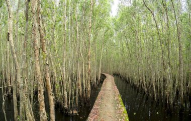 Küçük yol ekoturizm Melaleuca ormanlarda yoluyla bükme.