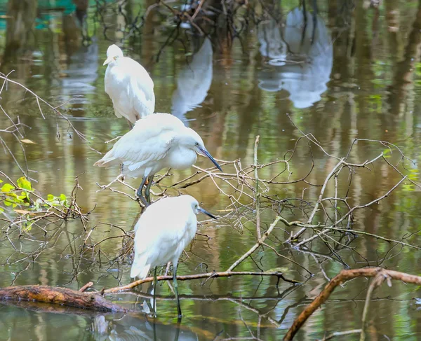 Storch entspannt sich im Naturschutzgebiet. — Stockfoto