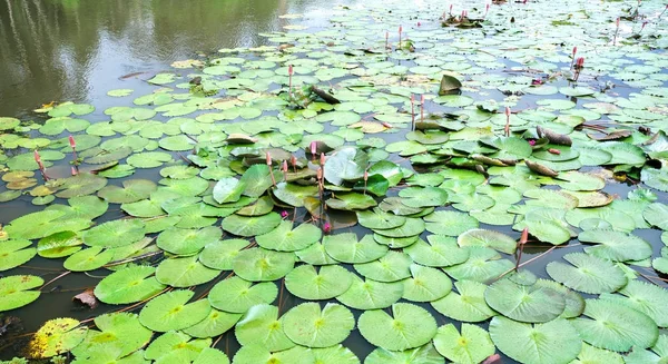 Распространить листья воды Лилии на озере вскоре приветствовать красивый солнечный свет — стоковое фото
