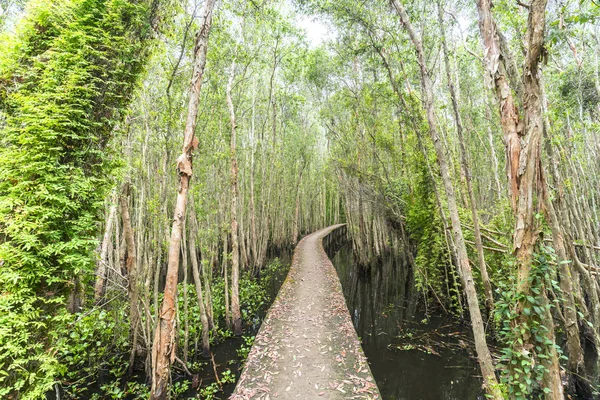 Pequena estrada que dobra através das florestas de Melaleuca no ecoturismo . — Fotografia de Stock