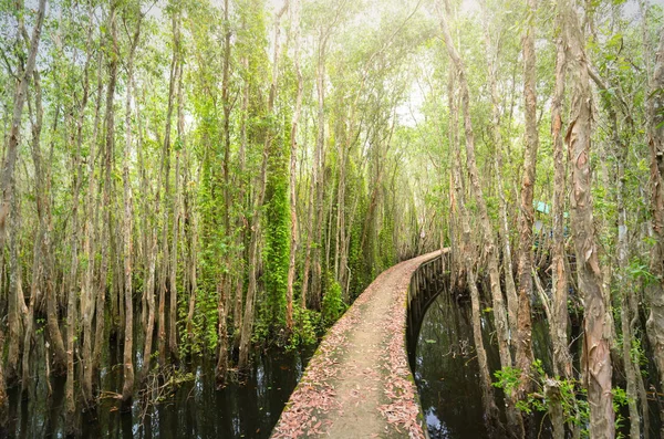 Piccola strada che si piega attraverso le foreste di Melaleuca nell'ecoturismo . — Foto Stock
