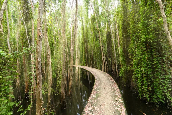 Piccola strada che si piega attraverso le foreste di Melaleuca nell'ecoturismo . — Foto Stock