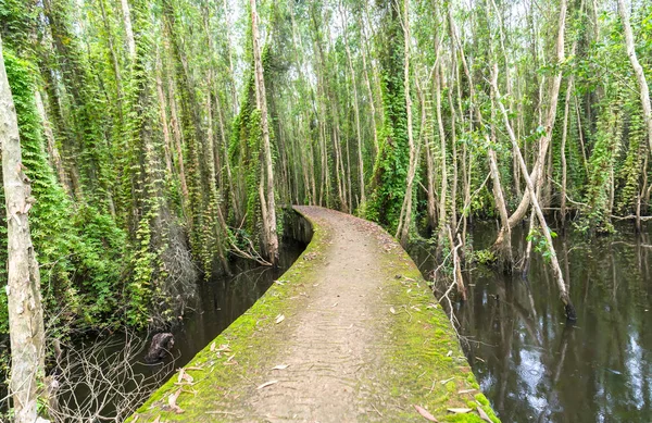 Piccola strada che si piega attraverso le foreste di Melaleuca nell'ecoturismo . — Foto Stock