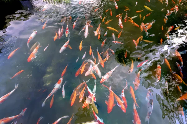 Pohybová skupina barevných koi ryb v průzračné vodě — Stock fotografie